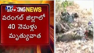 40 Peacocks Died At Lingala Ghanpur, Warangal : TV5 News