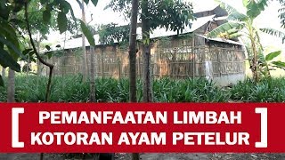 Pemanfaatan Limbah Kotoran Ayam Petelur