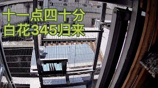 【小悠賽鴿】052期：離昨天開籠過去近17個小時,白花345珊珊遲來,看看鴿子什麽狀況