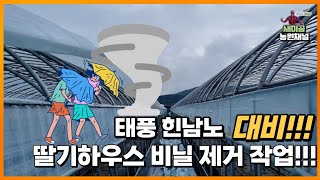 [딸기 농부_Vlog ] 태풍 힌남노 대비 딸기하우스 비닐 제거 작업!!!