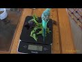 weighing my budgies mango blueberry u0026 rainbow