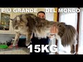 REGALO IL GATTO PIÙ GRANDE DEL MONDO ALLA MIA RAGAZZA! [Maine Coon]