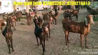 Sirohi Lot For Sale Rs.250/kg At Hans Goat Farm