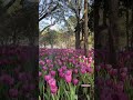 สวยแบบไม่ต้องการฟิลเตอร์ งานดอกไม้งามเชียงราย tulip nofilter travel chiangrai thailand 2023