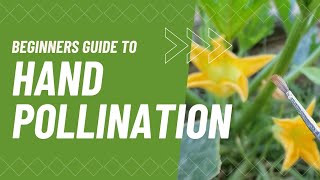 How to Hand Pollinate Zucchini and Squash | Quick Beginner Gardening Tips