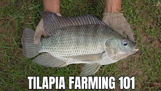 Tilapia Farming 101; Your Guide To A Successful Start
