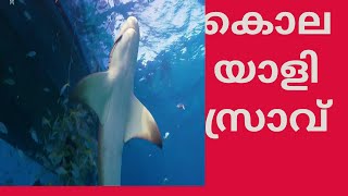 KILLER SHARK Scientific # Center Kuwait//മനുഷ്യനെ കൊല്ലുന്ന Top1 അപകടകാരിയായസ്രാവ്^?Greenland Sajeev