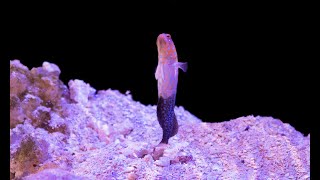 MY BLUE Spotted Jawfish - Opistognathus Rosenblatti (Gody) | Mating season ~ Greenhorn Reefer