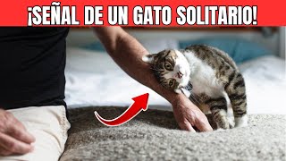 10 señales de que tu GATO se siente solo pero tú no lo sabes