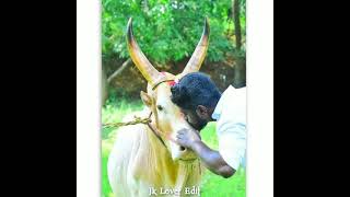 Jallikattu WhatsApp Status ❤😍