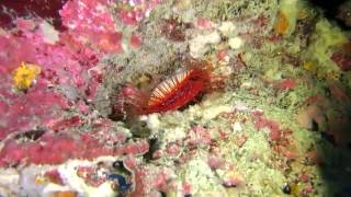 野柳發現火焰貝scuba diving.