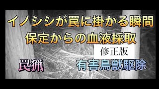 イノシシが罠に掛かる瞬間　保定からの血液採取修正版