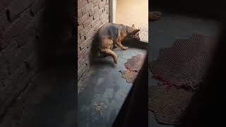 viral_disease_effect #viralvideo #dog  #ntg #dog