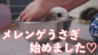 赤ちゃんから子うさぎに成長❗たれ耳のホーランドロップは生後３ヶ月でどのくらいになるの❓【ちびラブちゃん】