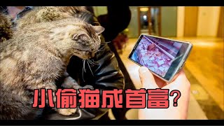 小猫咪偷鱼竟然成了小镇首富？不得不说这只猫是有心机的！