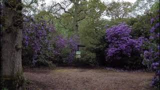 Swathes of blue and purple flowers at Exbury Gardens