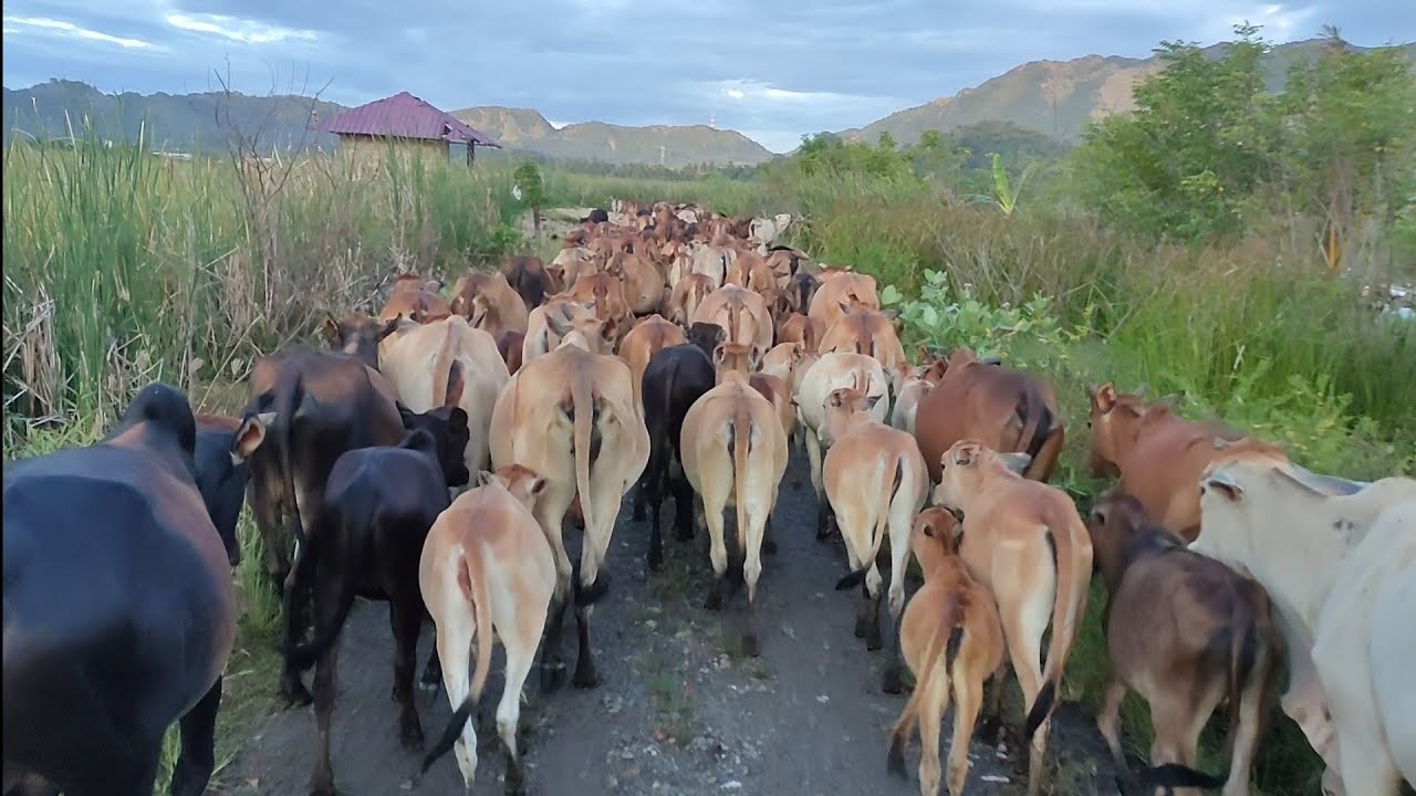 Ribuan Sapi Lembu Jinak Berjalan Melewati Jalan Di Kampung - Pengembala ...