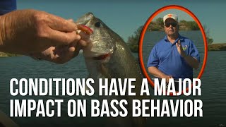 Conditions Have A Major Impact on Bass Behavior