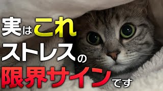 【雑学】猫の絶対見逃してはいけないストレスサイン６選