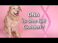 Is She Full Golden? Rescue Dog DNA Results (🔴 LIVE Results)