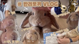 [Oat House] VLOG_7 무슨 토끼가 이렇게 눈치를 준담? (4개월차 오트)