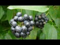 Interesting Common smilax Facts