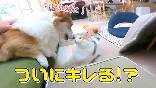 猫パンチについに怒ったコーギーが取った行動が優しさに溢れてました