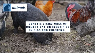 Genetic Signatures of Domestication Identified in Pigs and Chickens