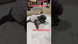 【老犬介護】シニア犬が倒れる瞬間 #シニア犬 #トイプードル19歳 #老犬介護