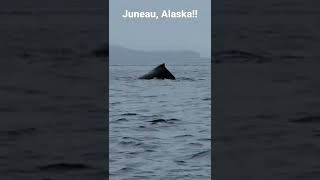 Humpback Whale,Taking a deep dive.