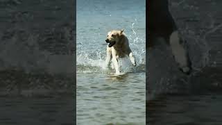 #animals_और_nature funny dog playing #animals #dogs #shorts