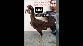 💥ไก่สาวพม่าง่อน💥 ซัสดำ+เเจ้เยียร์ไฟ #ถ้าชอบฝากกดติดตามด้วยนะครับ