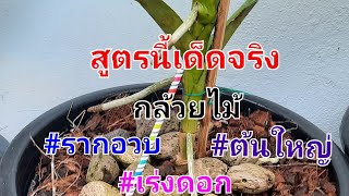 EP.305 สูตรบำรุง'กล้วยไม้