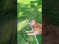 Funny dogs🤣🐶#funnyvideos #funnymoments #fypシ゚viral #lover #funnypets #foryou #dogs #funnydogs ❤️