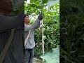 wonderful sponge gourd farming in china shorts agriculture spongegourd viaralshort