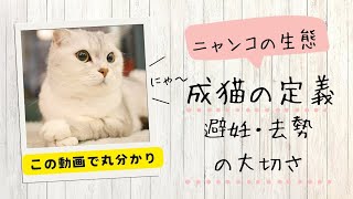 【この動画で丸分かり/猫の生態】避妊・去勢の大切さ/猫の妊娠期間と妊娠確率