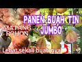 PANEN BUAH TIN JUMBO || PANEN BUAH SURGA YANG MATANG POHON