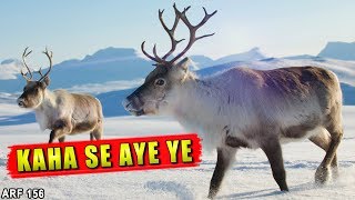 ये जानवर अलास्का में कैसे आया | How did Reindeer come to Alaska || ARF 156