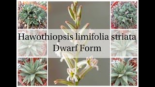 Haworthiopsis limifolia 'Dwarf Form'