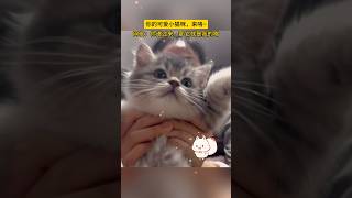 你的可爱小猫咪来咯 Your cute kitten is coming #cat #cats #shorts #cute #kitten #猫 #宠物 #治愈