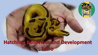 Breeding Ball Pythons; Three Part Hatchling Intro