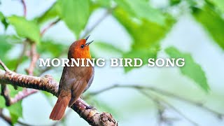 24 Hours of Beautiful Birds (No Music) Relaxing Nature Sounds, Chirping Birds