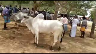 பழையகோட்டை மாட்டுத்தாவணி 25/08/2019 | Wonderful moments