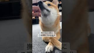 撫でると更にご機嫌になる柴犬 #shorts