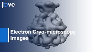 Electron Cryo-microscopy Images of Single Particle Using SPHIRE | Protocol Preview