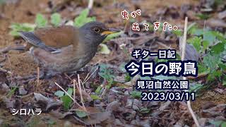 ギター日記　今日の野鳥　・　見沼自然公園　2023年3月11日