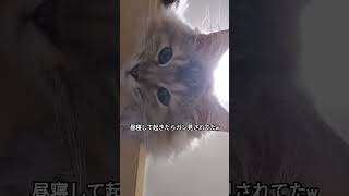 昼寝して起きたらガン見されてたw #サイベリアン #cat #猫 #こなつ #ガン見 #昼寝