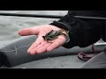 the best all around jig bass fishing tips