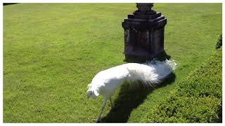 The White Peacocks of Lake Maggiore