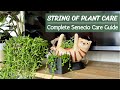 String of Plants Care | Full Senecio Care Guide